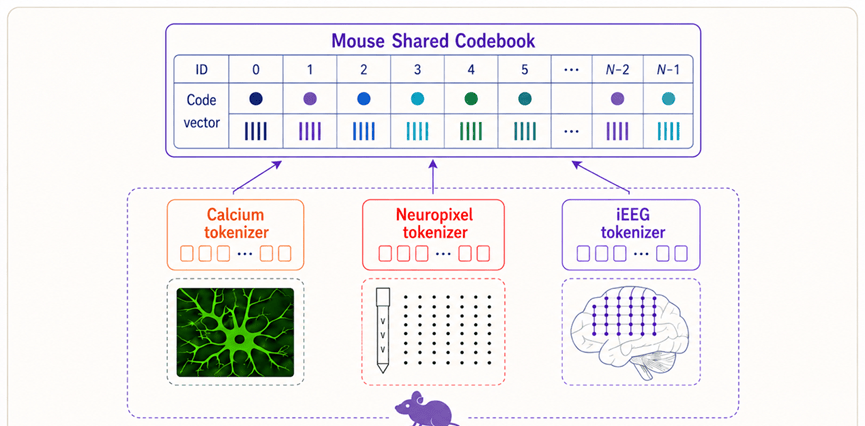 Tsinghua & BAAI Collaboration Published in Science: Brainμ Multimodal Foundation Model Reveals Ne… — figure 3