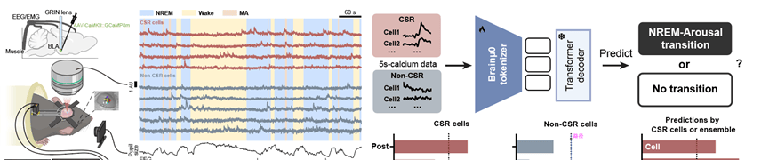 Tsinghua & BAAI Collaboration Published in Science: Brainμ Multimodal Foundation Model Reveals Ne… — figure 4